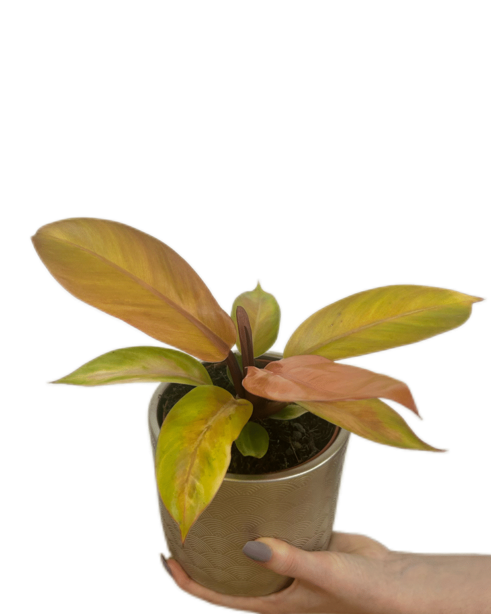 Philodendron ‘Prince of Orange’ (M)