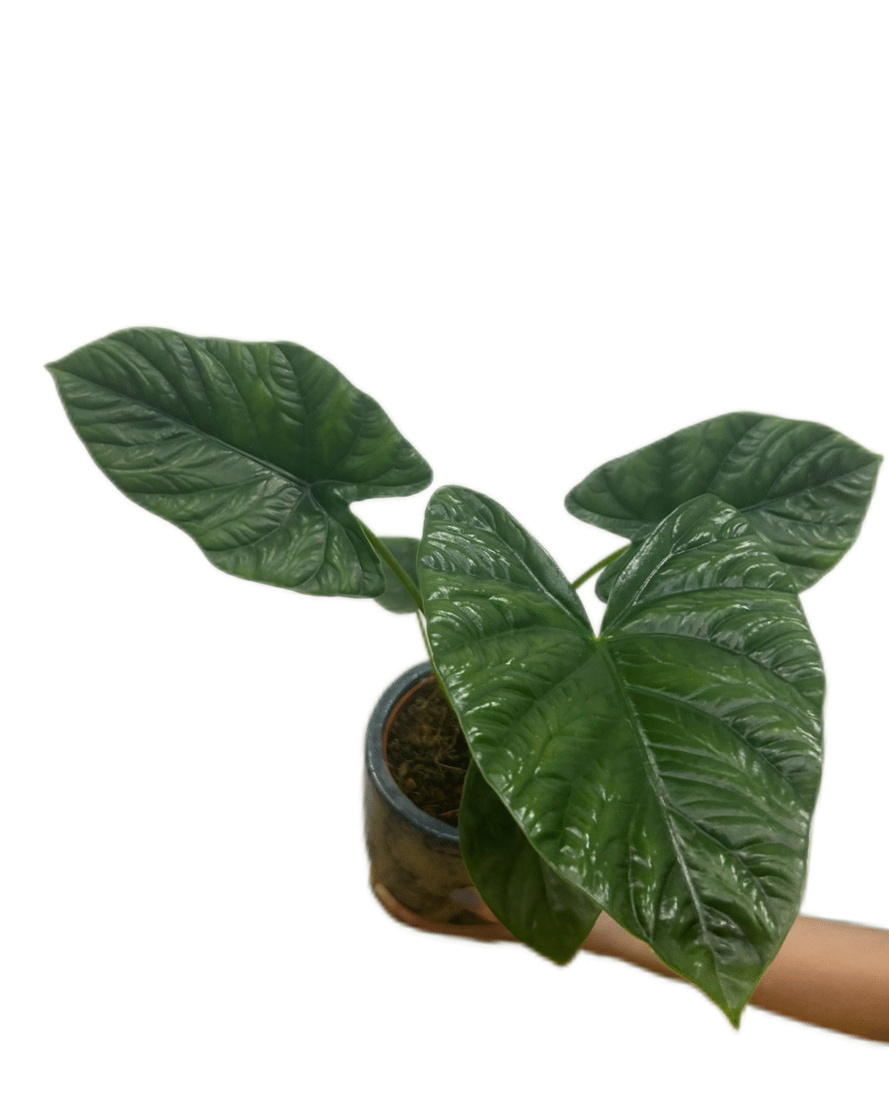 Alocasia ‘Lukiwan’ (L)