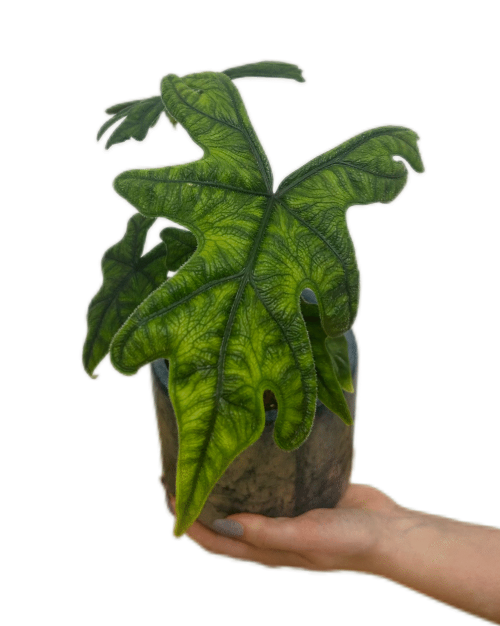 Alocasia ‘Jacklyn’ (M)