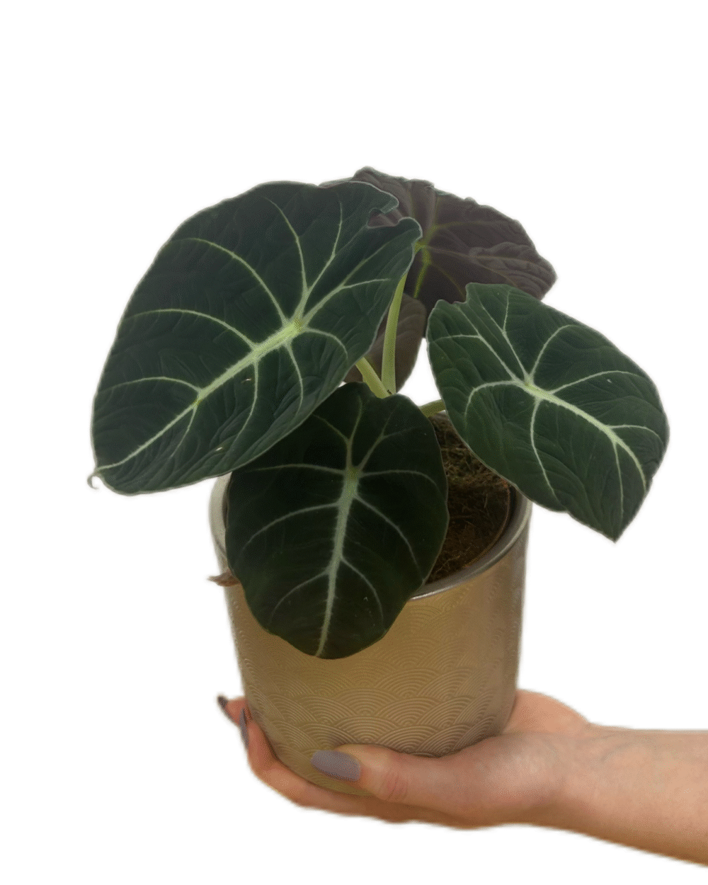 Alocasia ‘Black Velvet’ (M)