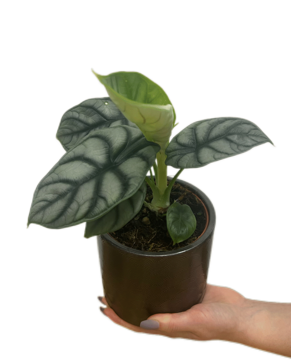 Alocasia ‘Silver Dragon’ (M)