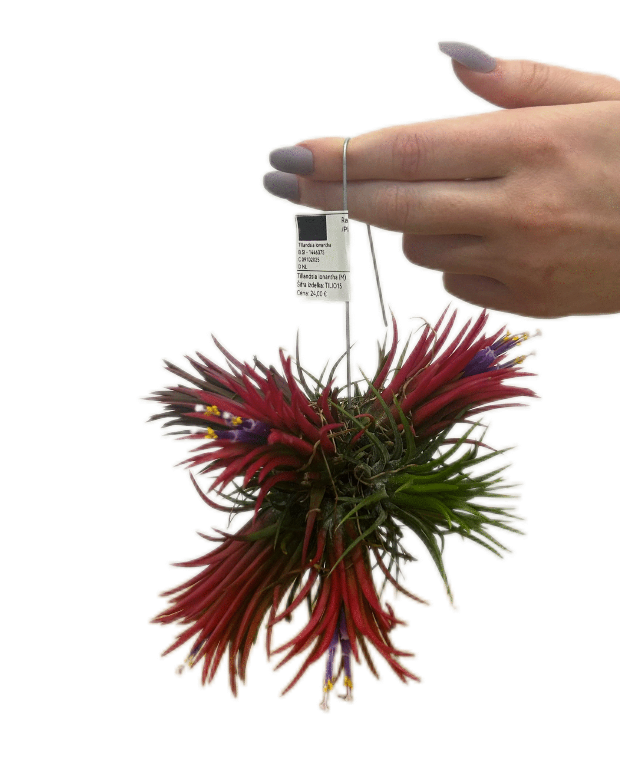 IMG_8448-1 IMG_8448-1