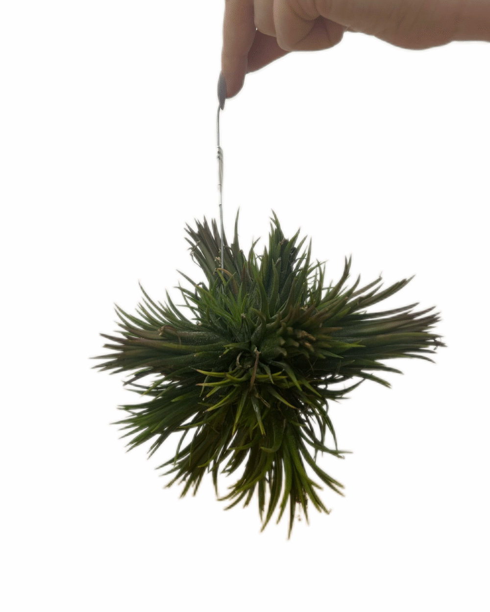 Tillandsia ionantha (M)