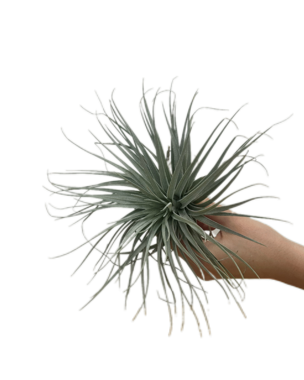Tillandsia ‘Super Silver’ (S)
