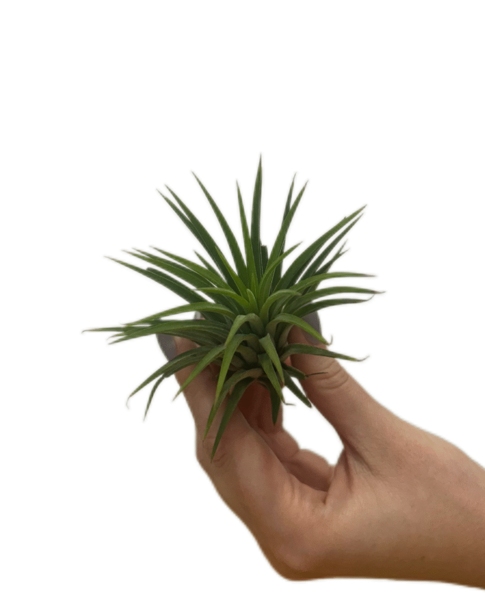 Tillandsia ionantha (XS)