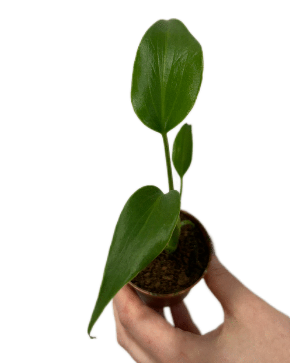 Monstera ‘Burle Marx Flame’ (XS)