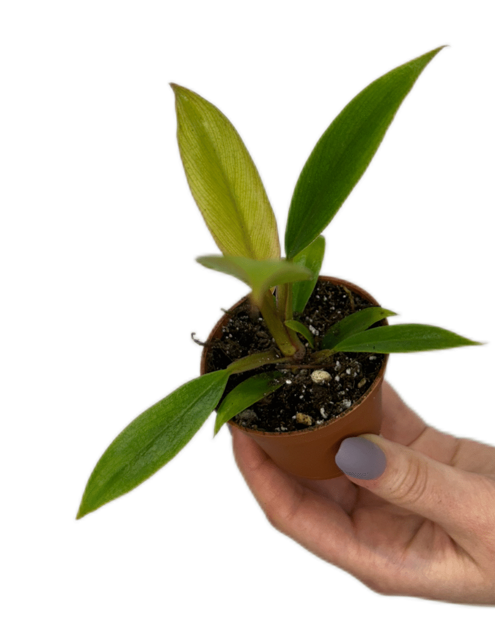 Philodendron ‘Choco Empress’ (XS)