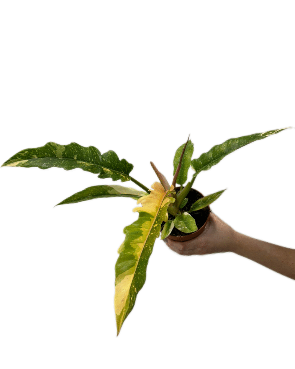 Philodendron ‘Ring of Fire’ (M)