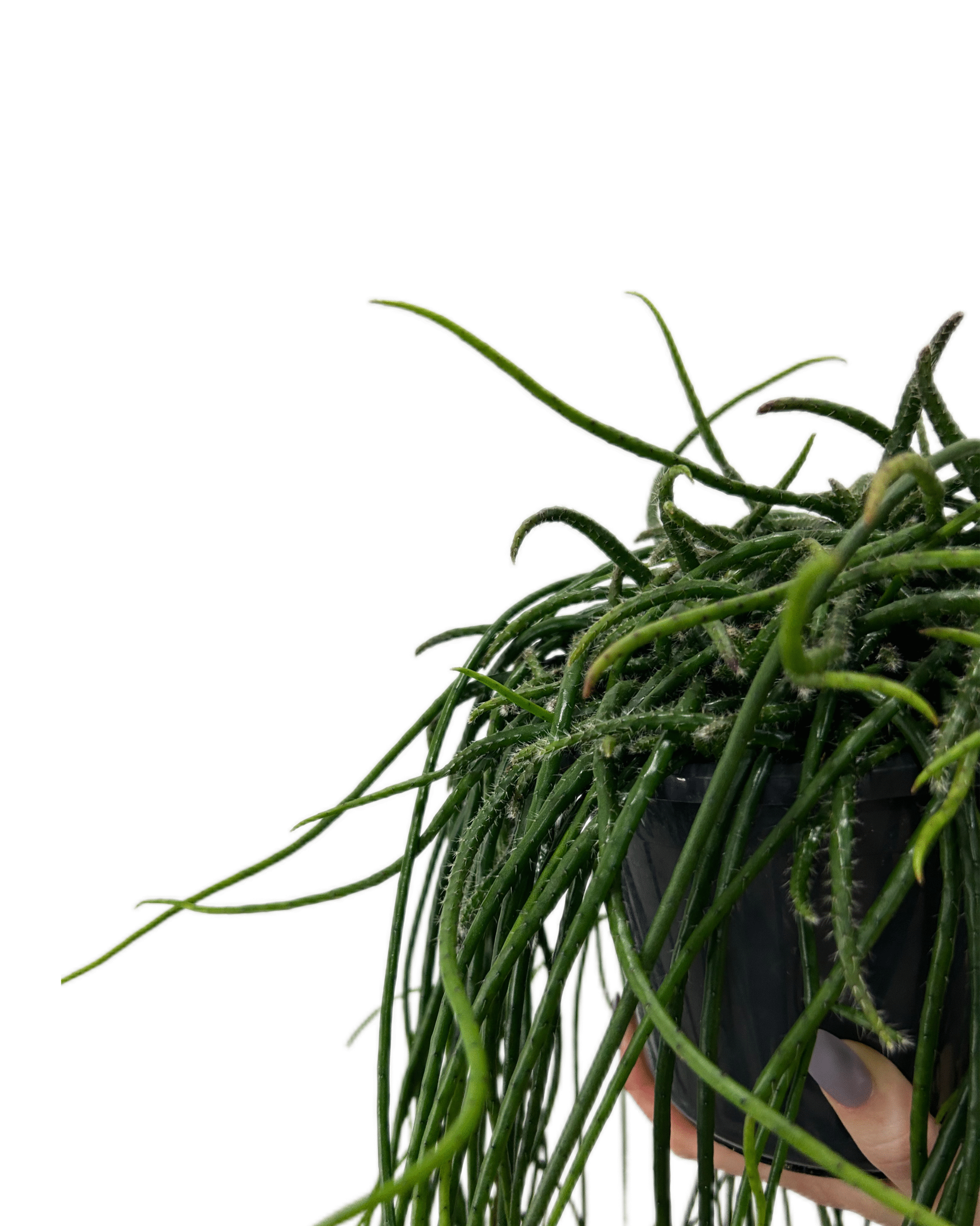 IMG_9858-1 IMG_9858-1