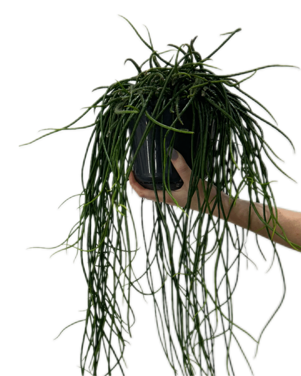 Rhipsalis floccosa (L)