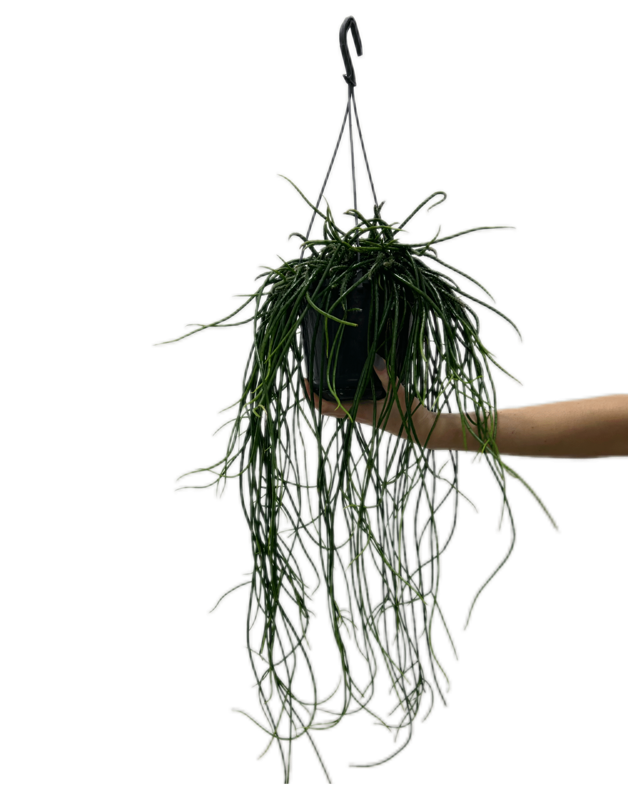 IMG_9860-1 IMG_9860-1