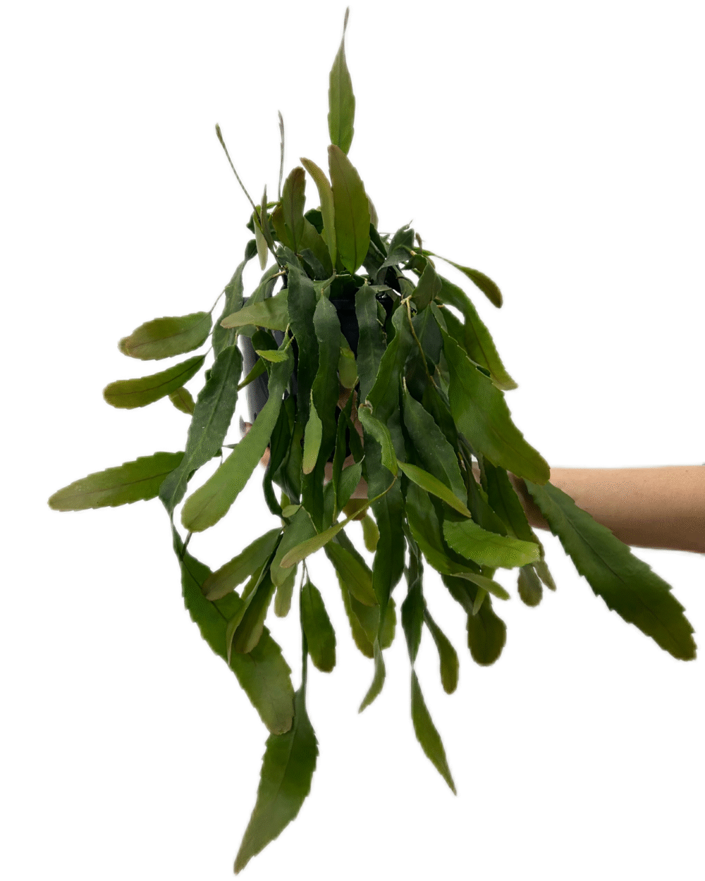 Lepismium houlletianum (L)