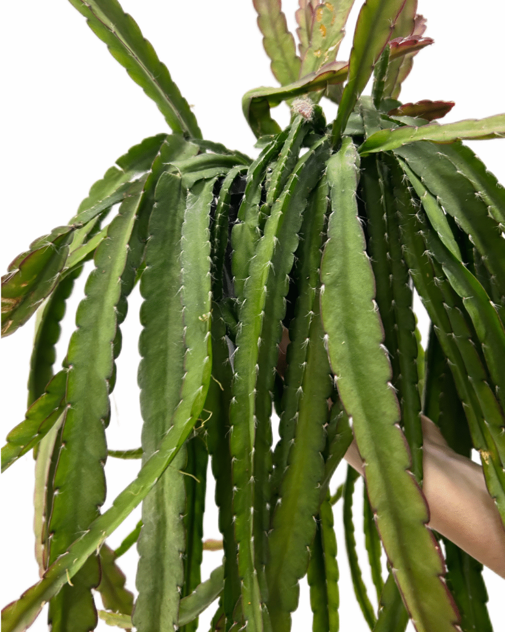 Lepismium cruciforme ‘Red Tip’ (L)