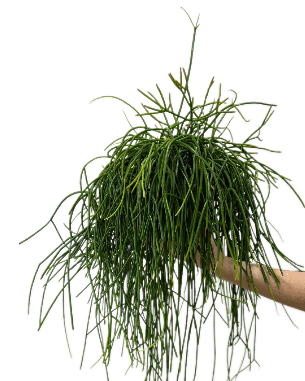 Rhipsalis baccifera shaferi (L)