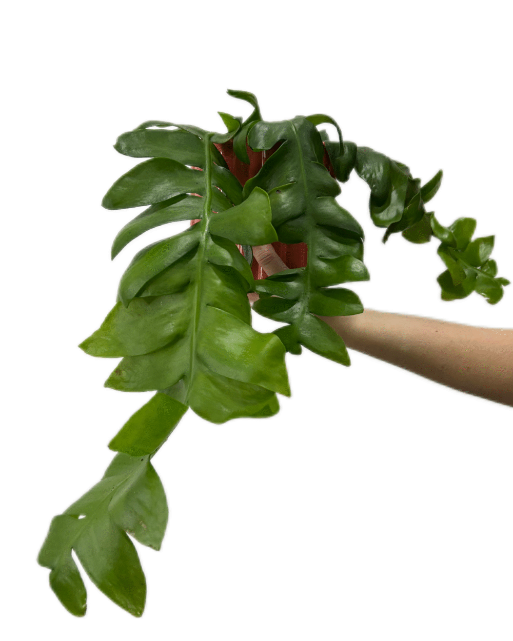 Epiphyllum chrysocardium (M)