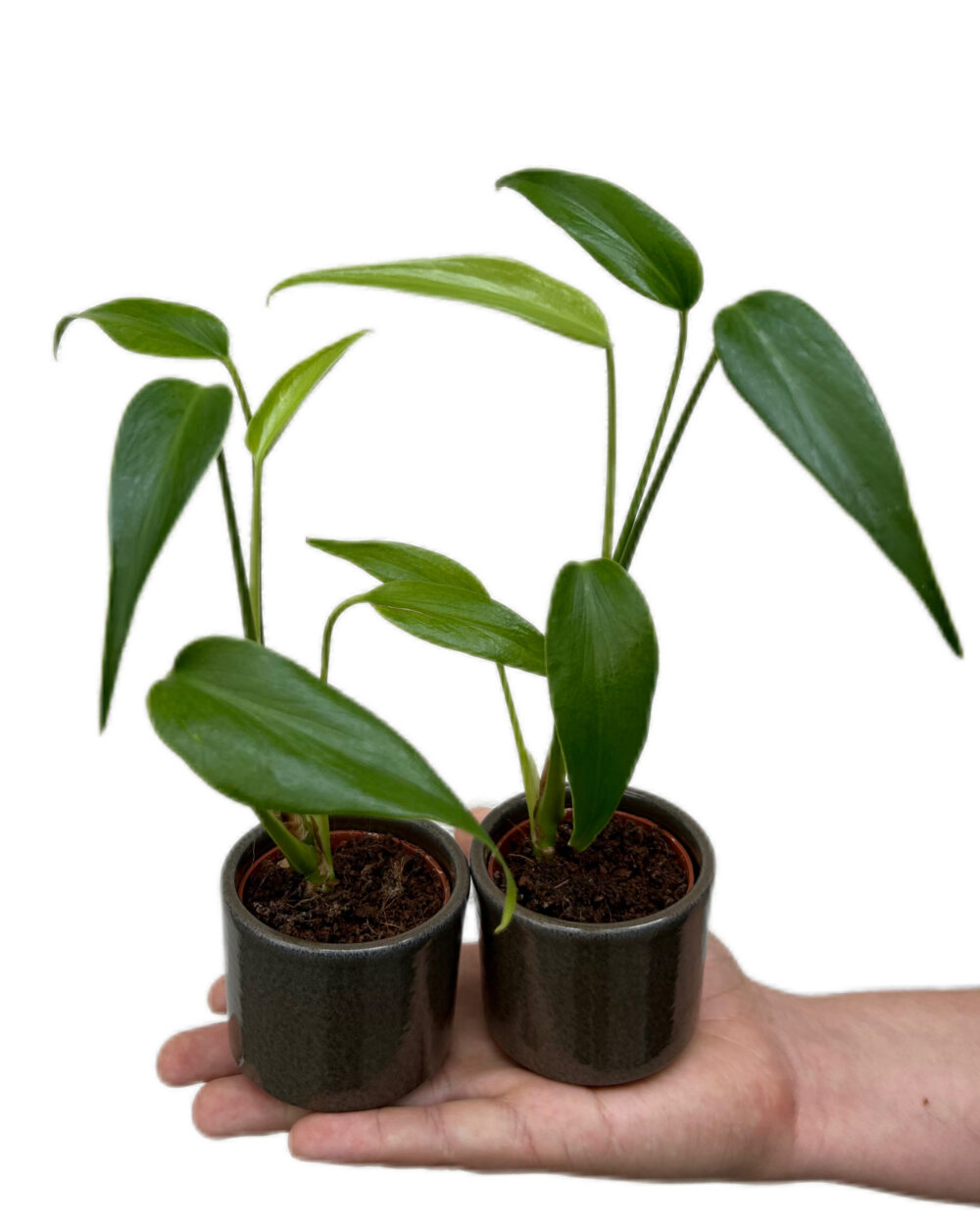 Monstera ‘Burle Marx Flame’ (XS)