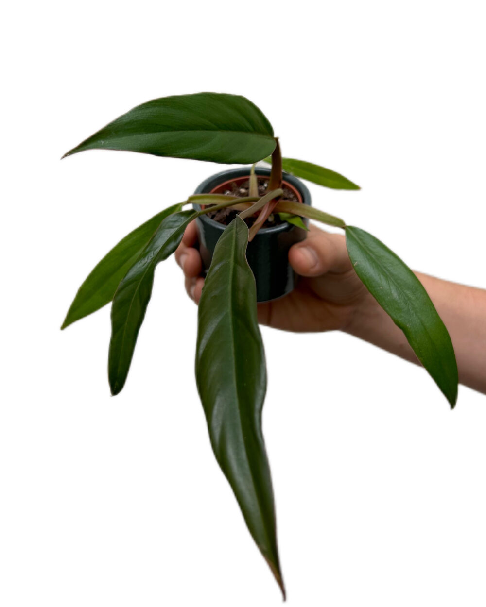 Philodendron ‘Choco Empress’ (XS)