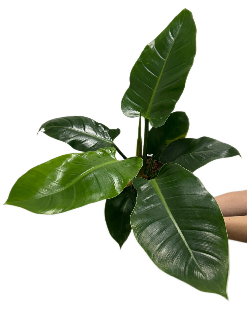 Philodendron ‘Imperial Green’ (XL)