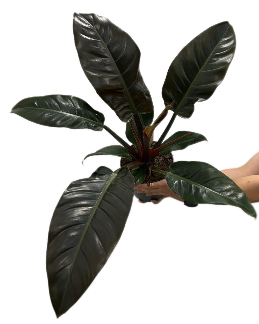 Philodendron ‘Imperial Red’ (XL)