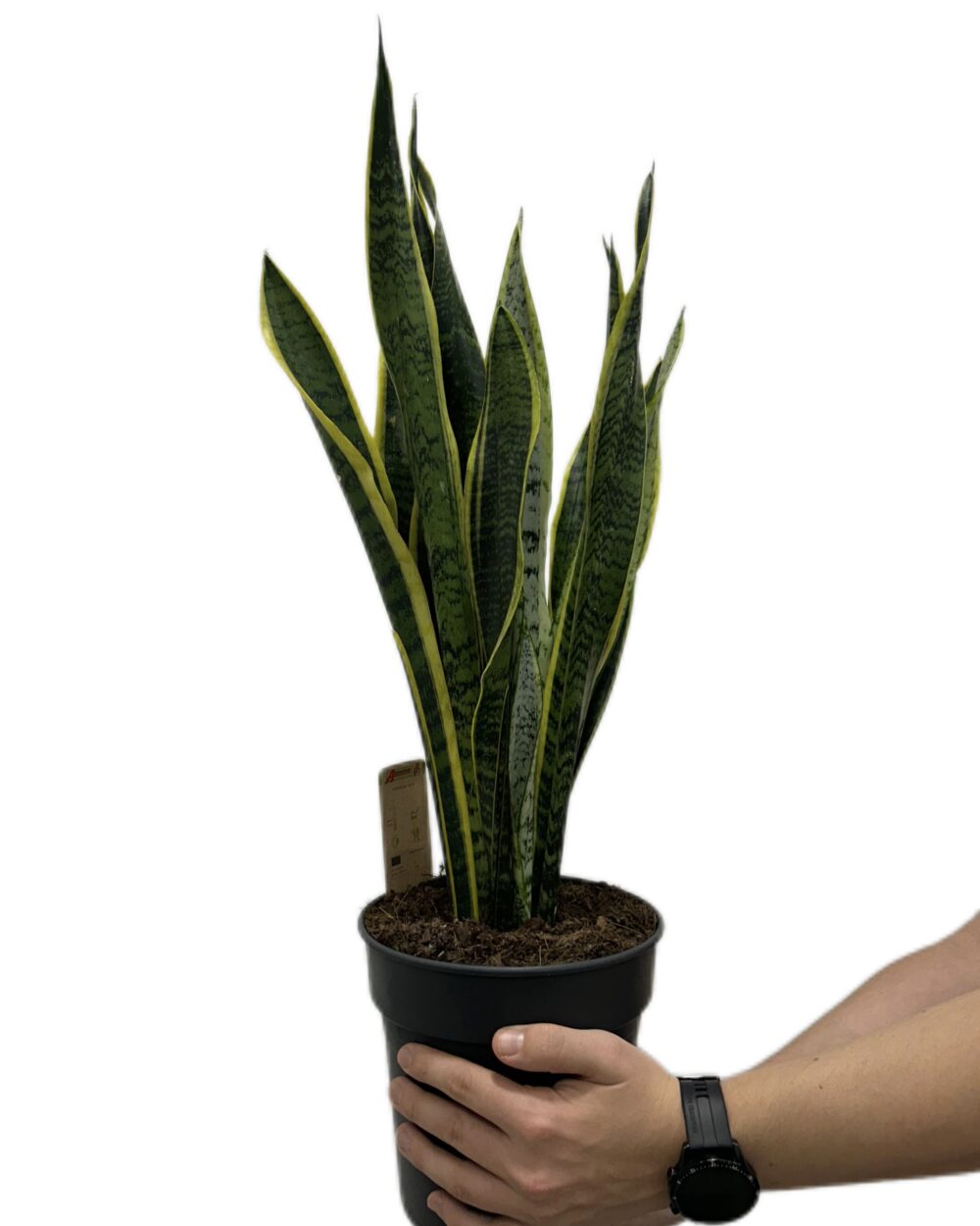 Sansevieria trifasciata ‘Laurentii’ (XL)