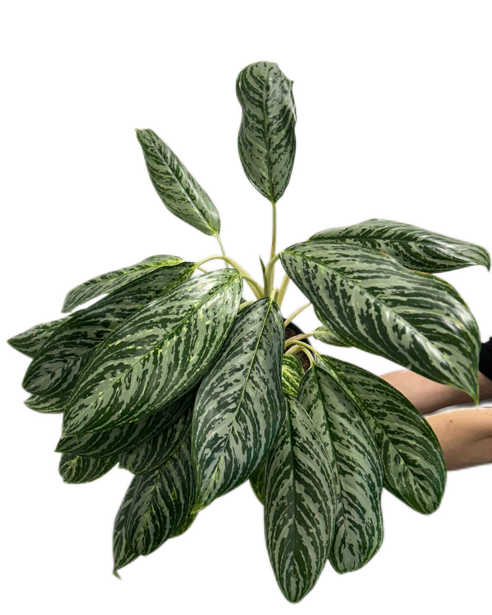 Aglaonema ‘Madonna’ (XL)