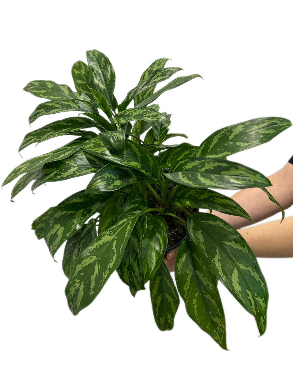 Aglaonema ‘Maria’ (L)
