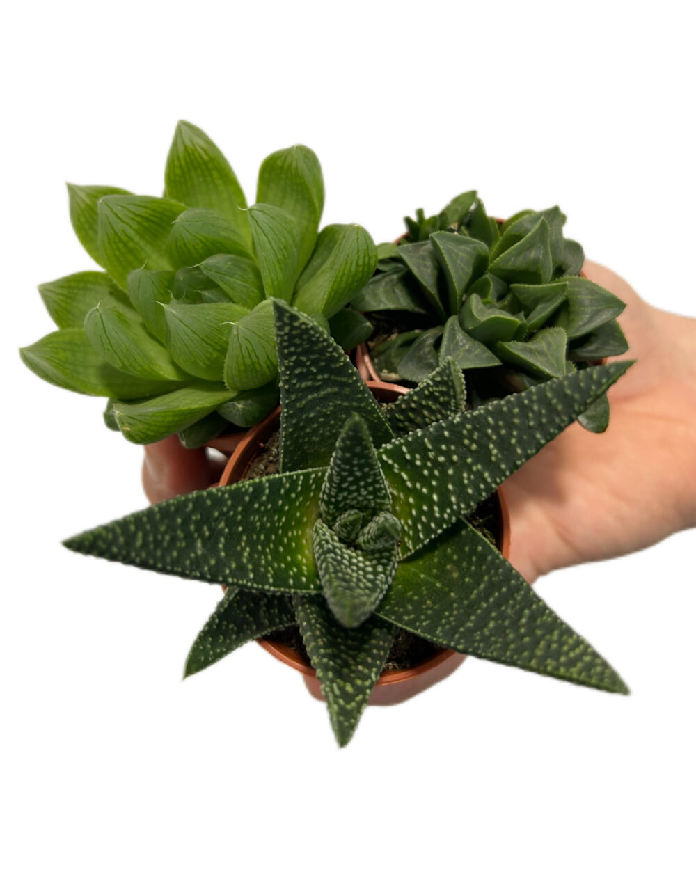 Paket treh naključnih aloj (XS)