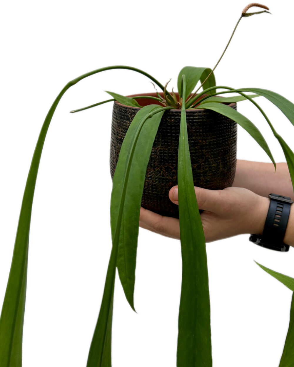 Anthurium vittariifolium (M)