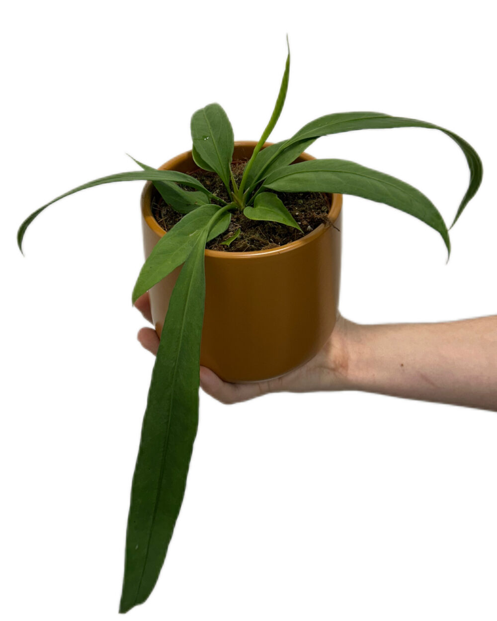 Anthurium vittariifolium (M)