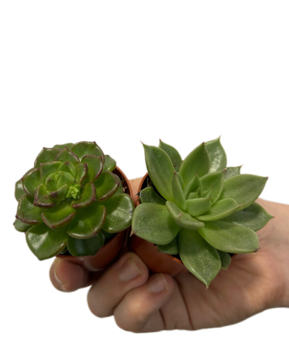 Komplet dveh naključnih eševerij (XS)