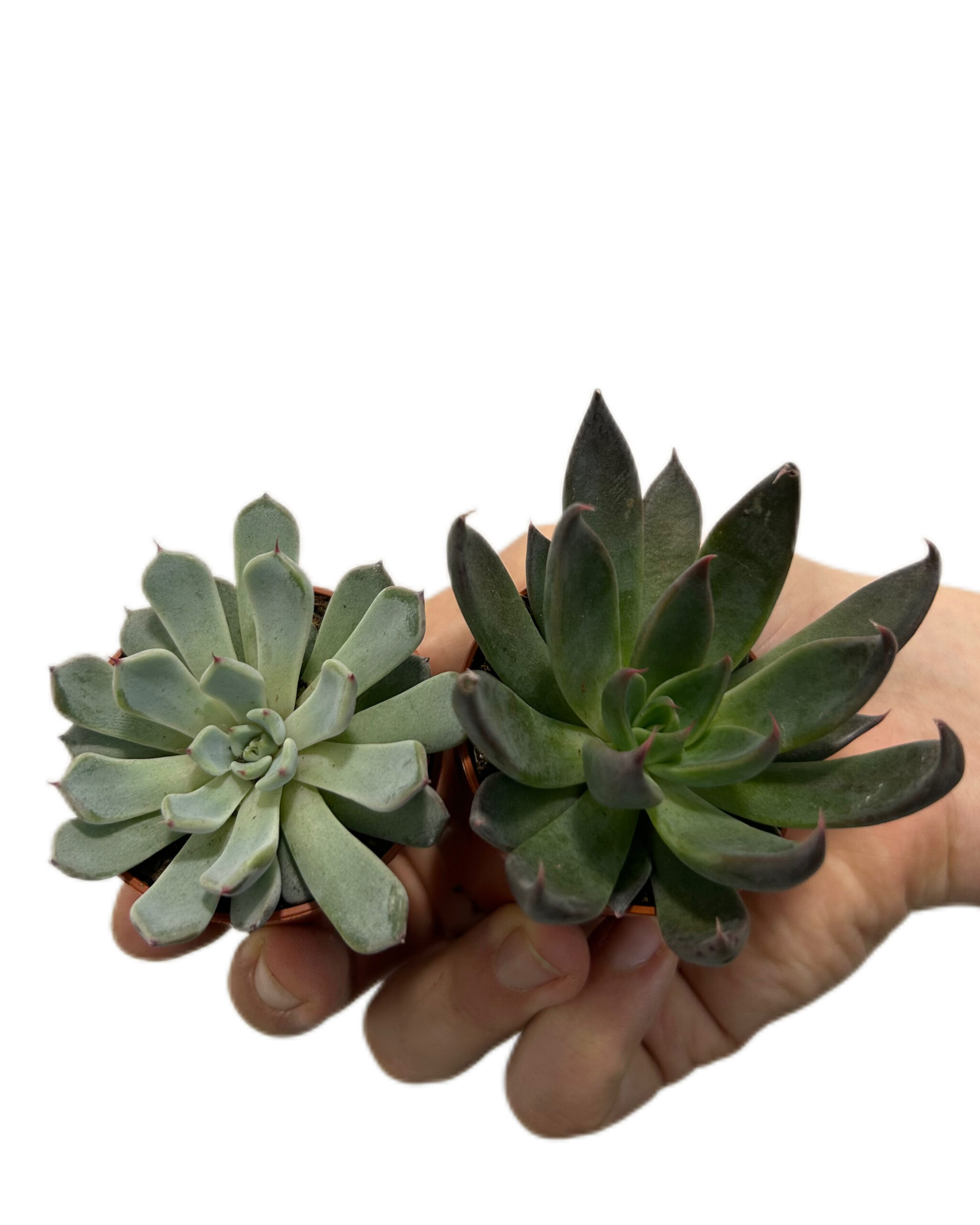 ECHMI552x2 ECHMI552x2