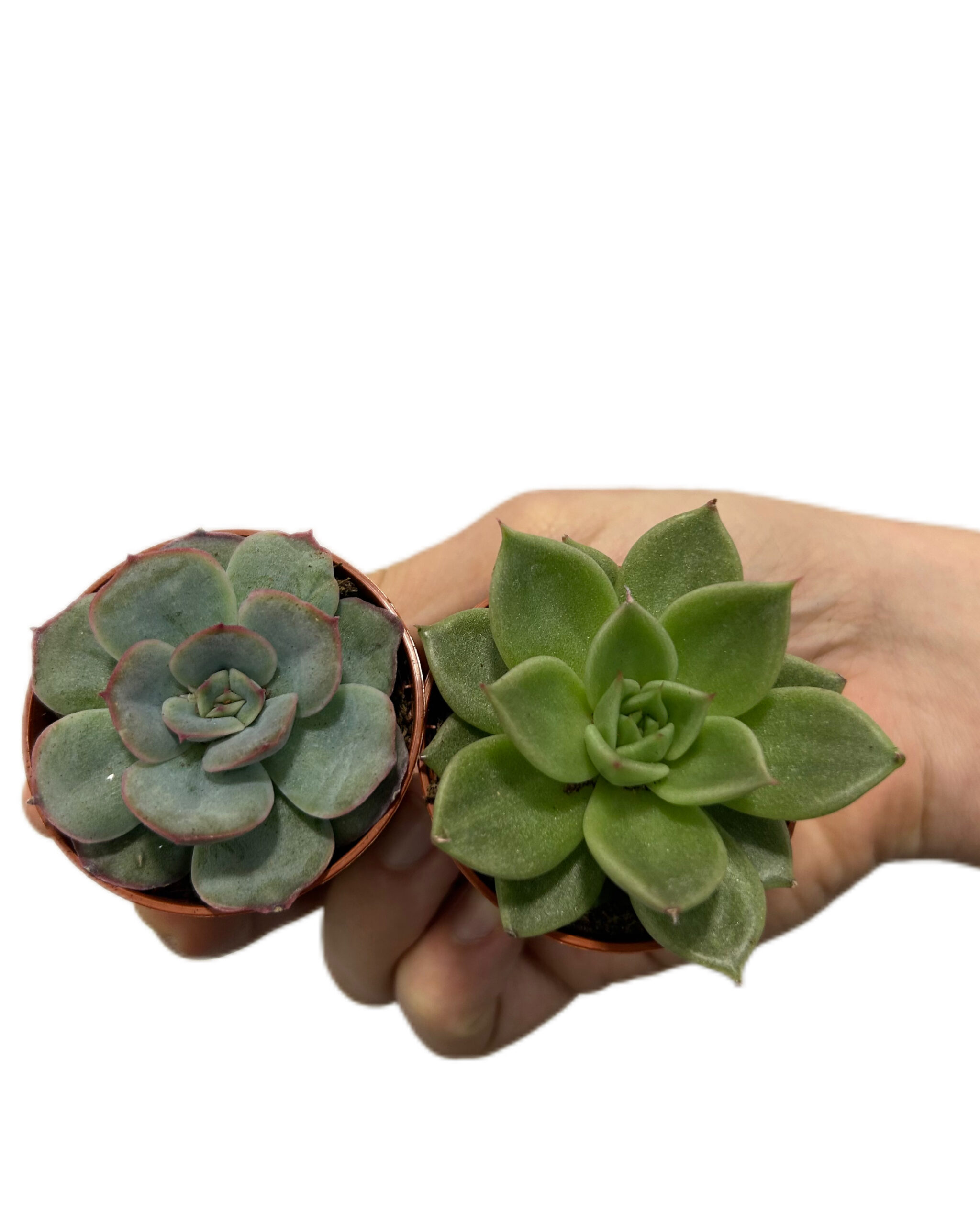 ECHMI552x3 ECHMI552x3