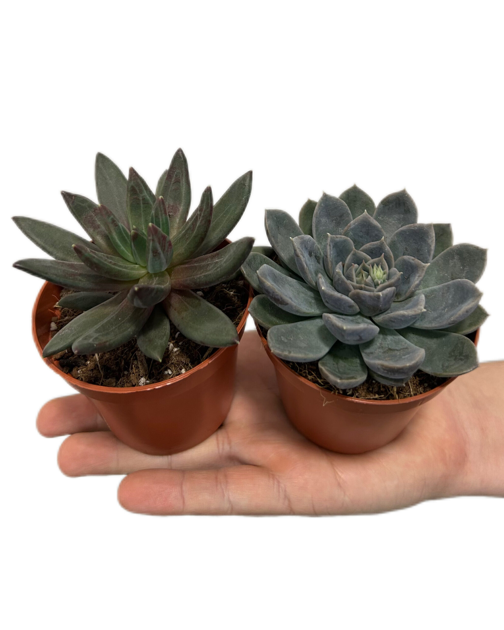 ECHMI852x1 ECHMI852x1