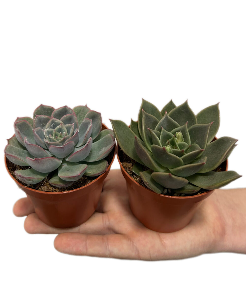 Komplet dveh naključnih eševerij (S)