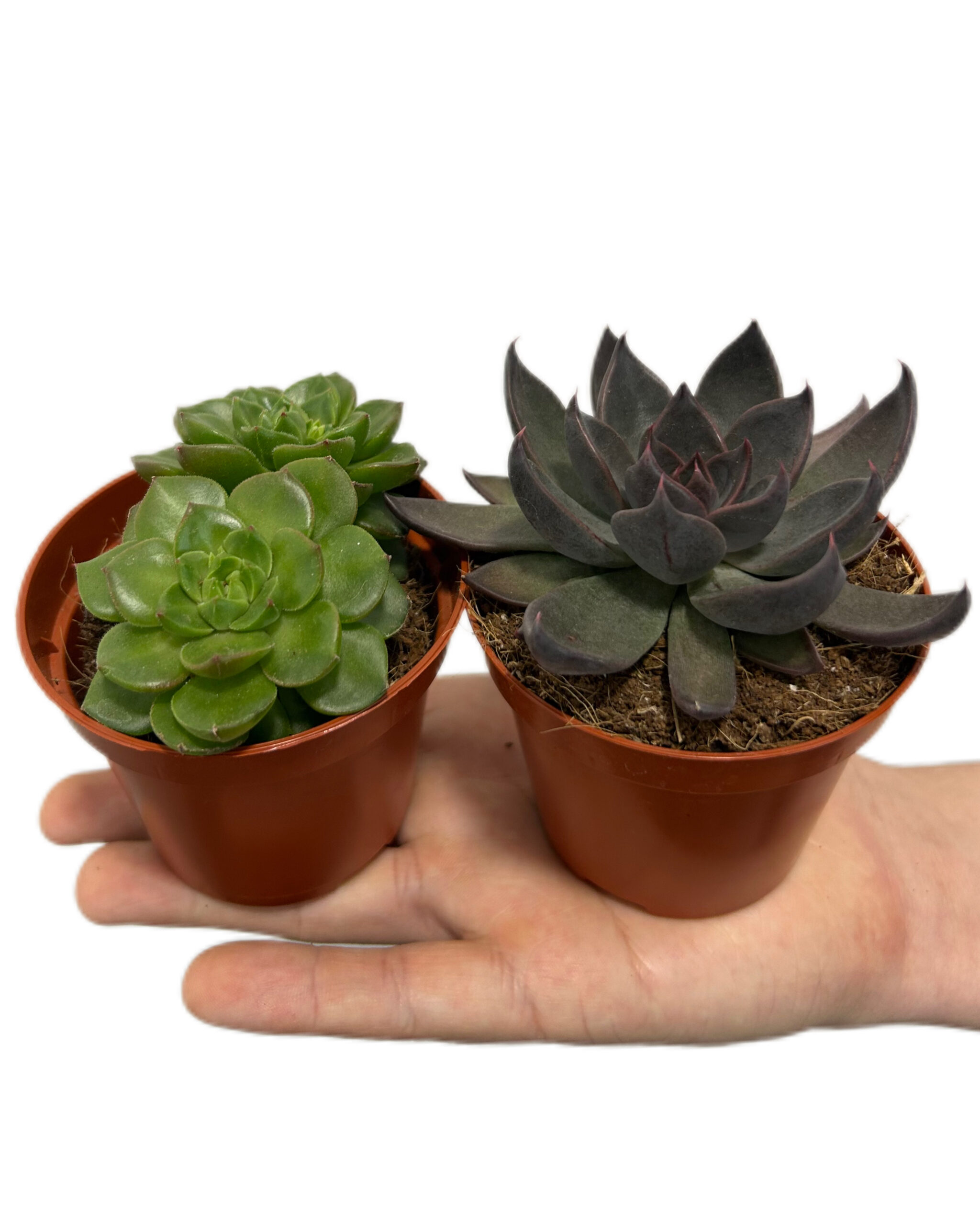 ECHMI852x3 ECHMI852x3