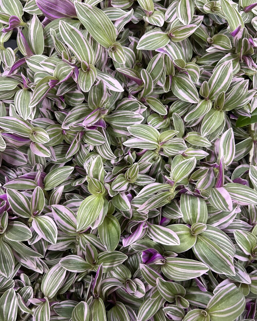 Tradescantia ‘Rosa Sunrise’ (M)