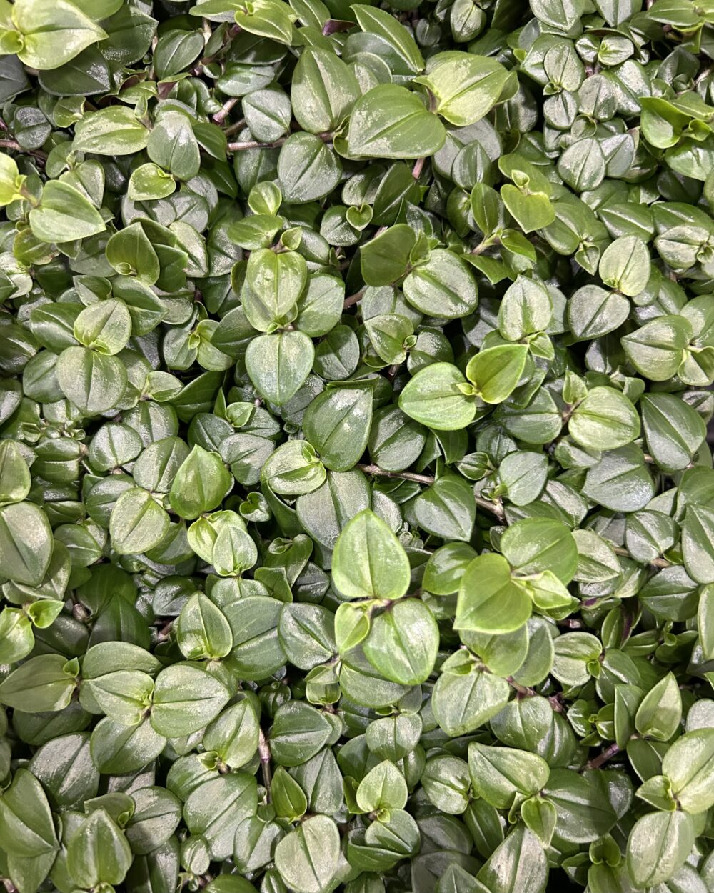 Tradescantia albiflora ‘Dark Green’ (M)