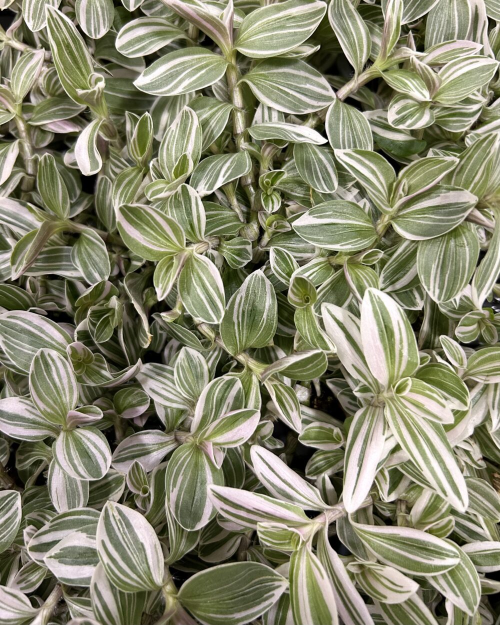 Tradescantia ‘White Cobra’ (M)