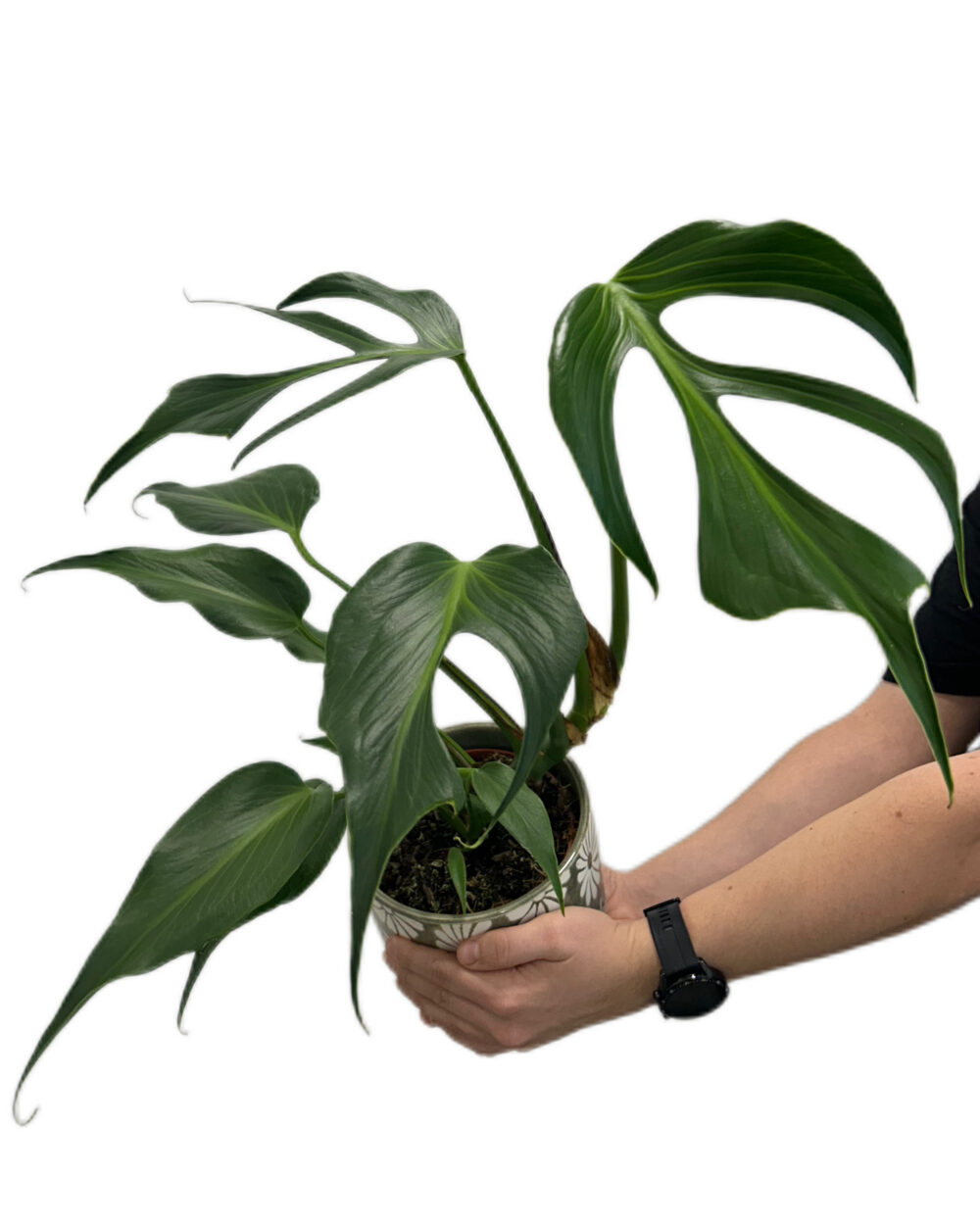 Monstera ‘Burle Marx Flame’ (L)