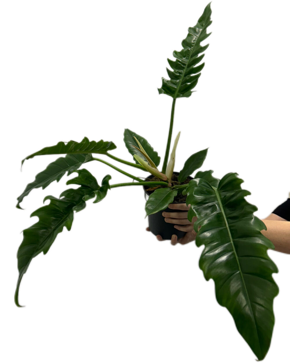 Philodendron ‘Narrow’ (XL)