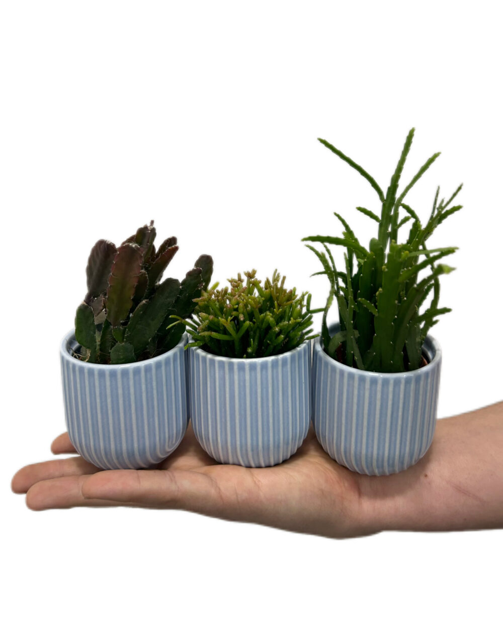 Paket treh naključnih tropskih kaktusov (XS)