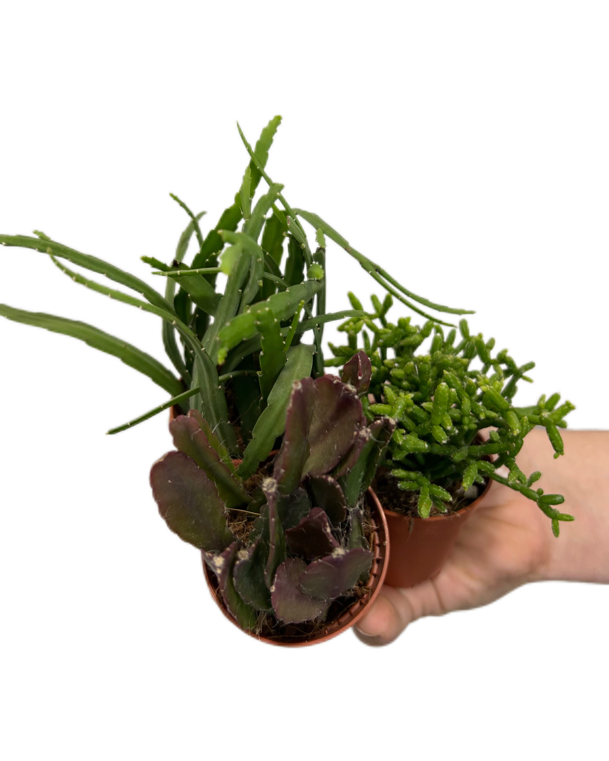 RHIMI553x2 RHIMI553x2