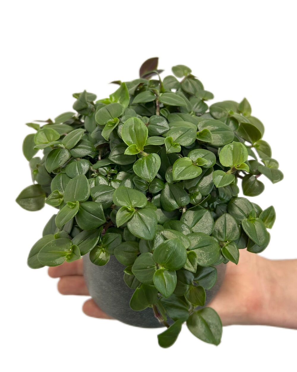 Tradescantia albiflora ‘Dark Green’ (M)