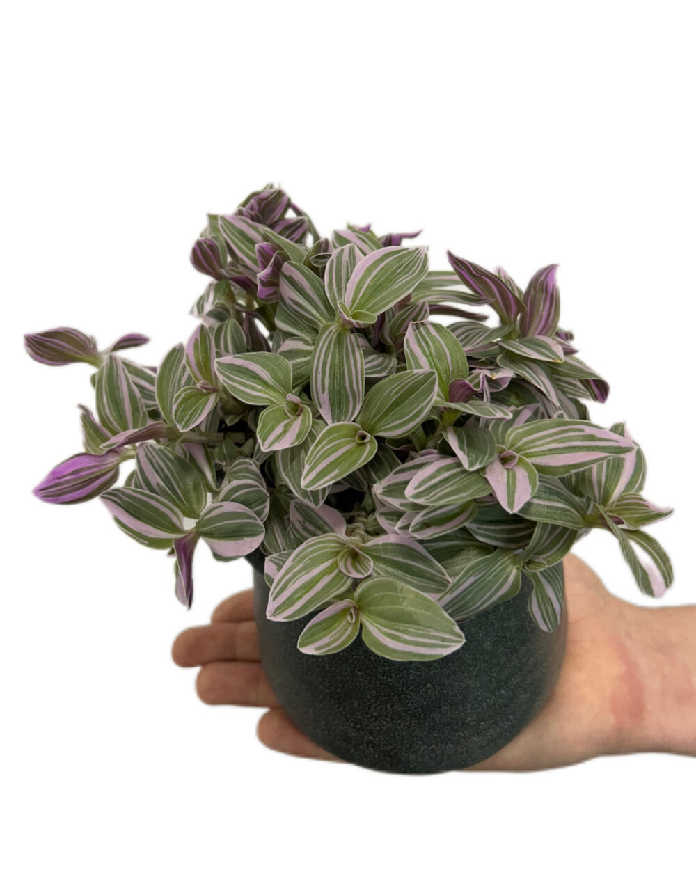 Tradescantia ‘Rosa Sunrise’ (M)