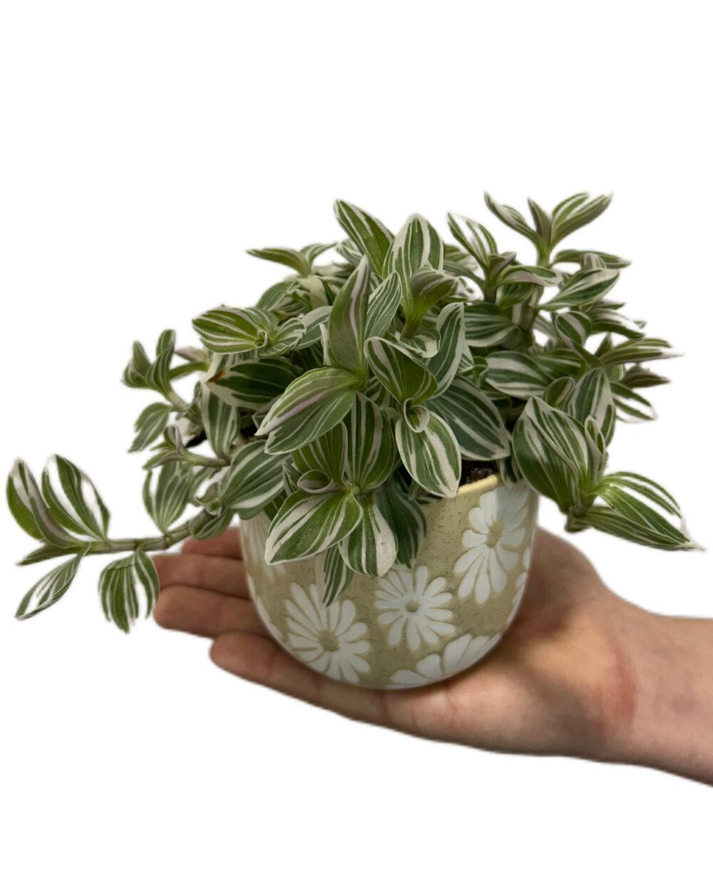 Tradescantia ‘White Cobra’ (M)