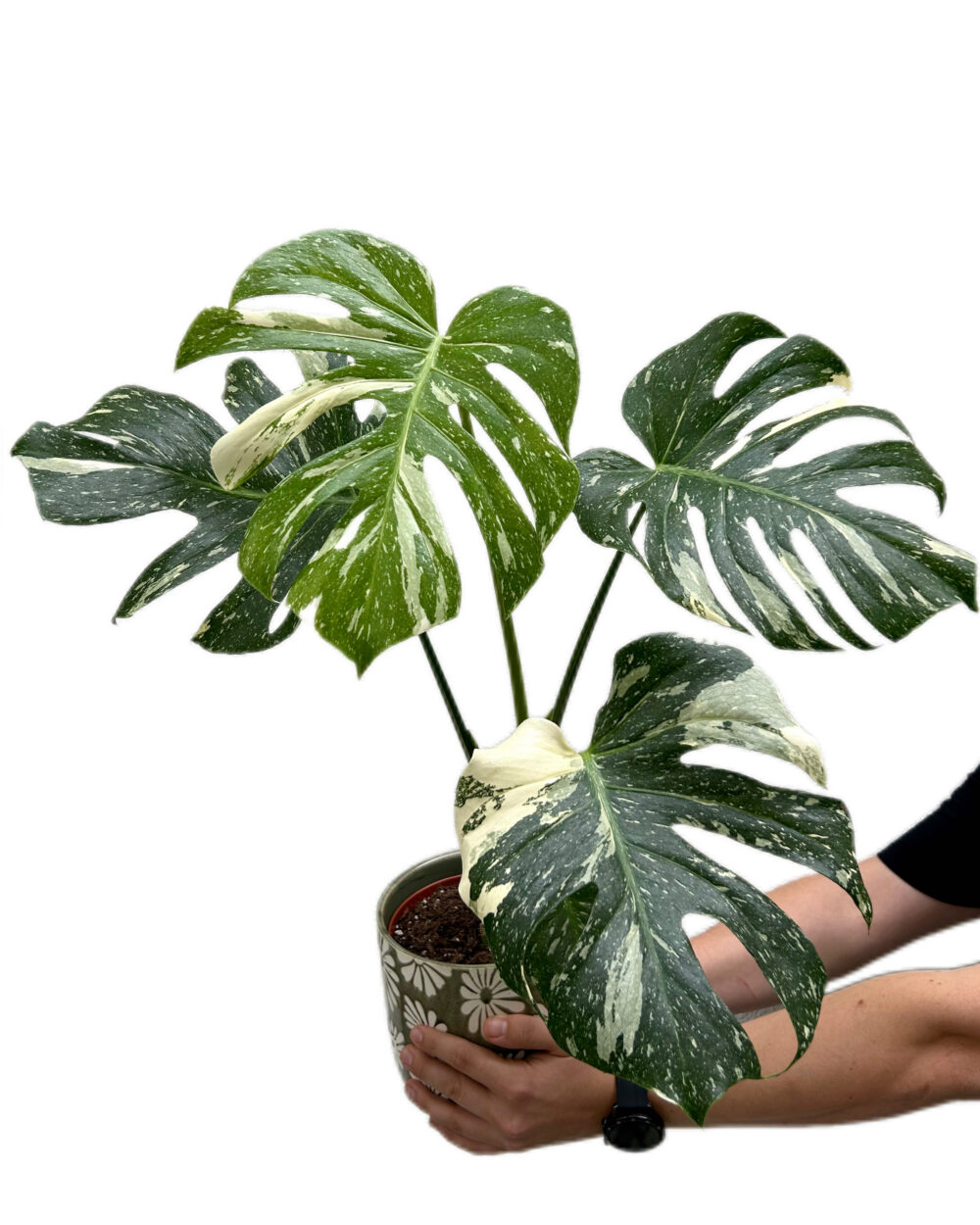 Monstera ‘Thai Constellation’ (L)
