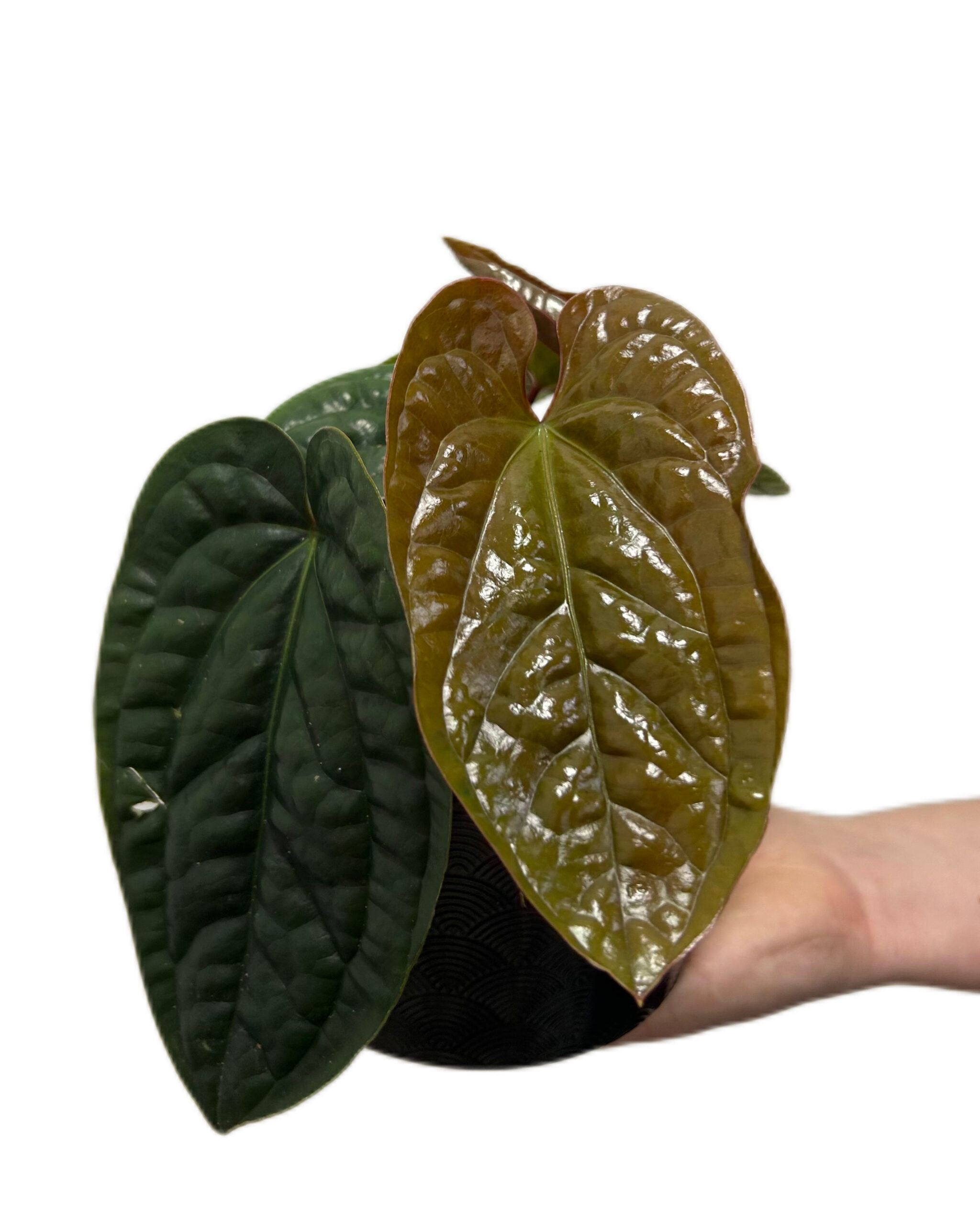 ANTLXR12-1 ANTLXR12-1