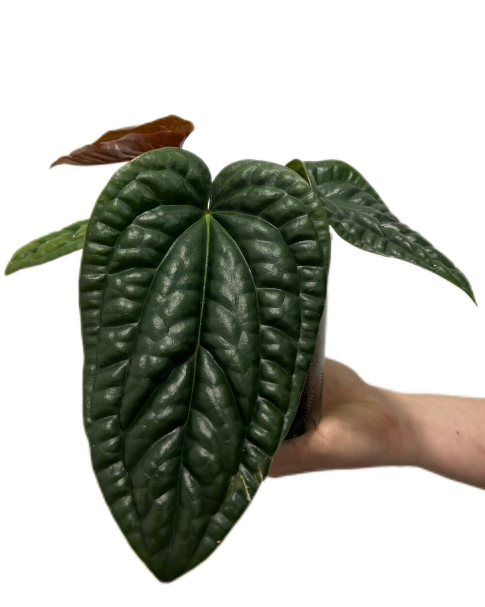 Anthurium luxurians x radicans (M)