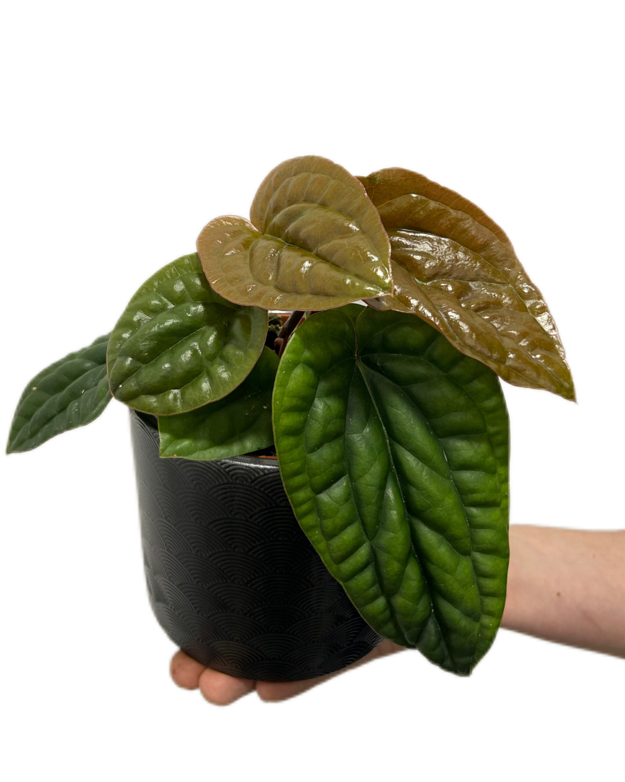 ANTLXR12-3 ANTLXR12-3