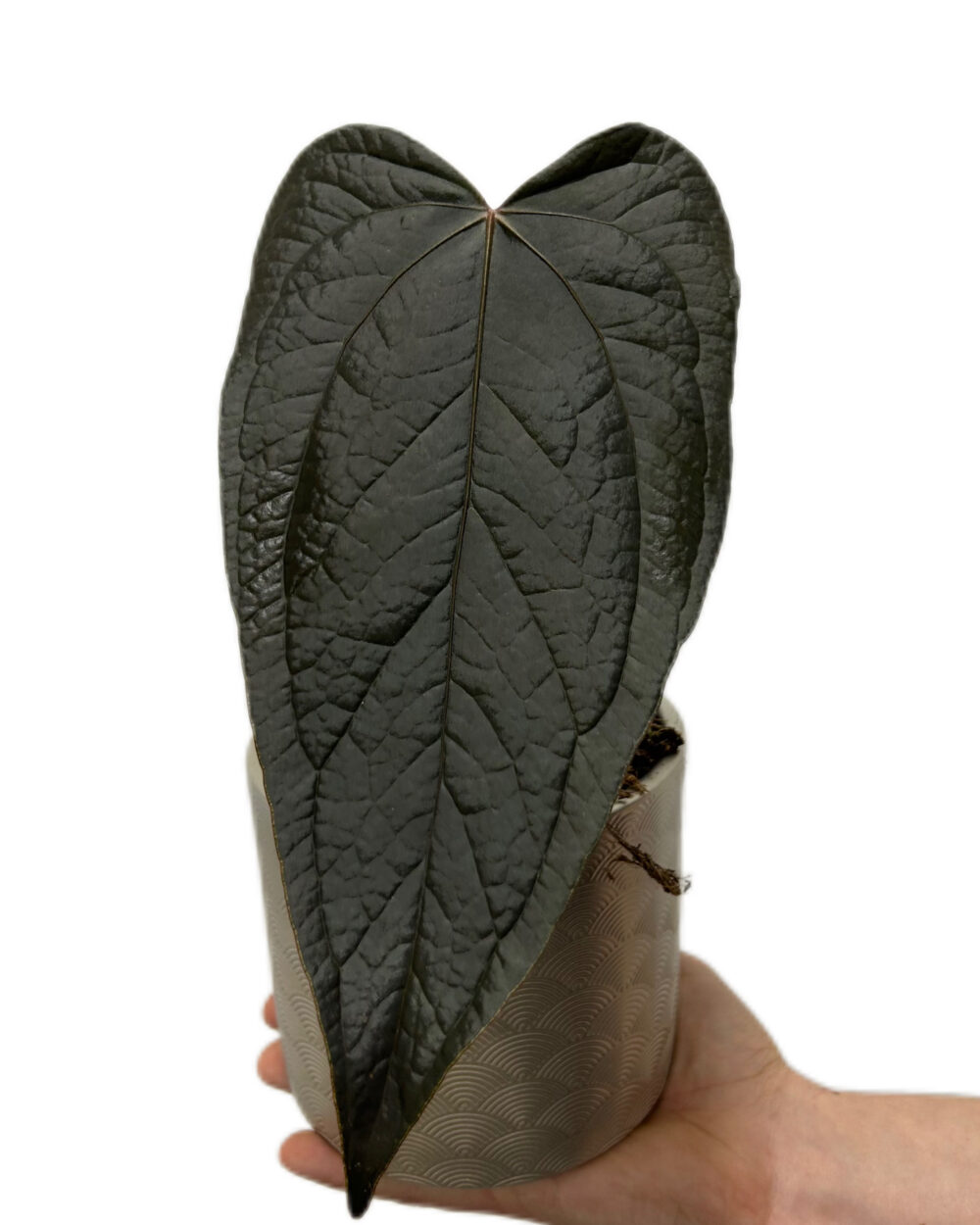 Anthurium ‘Queen of Hearts’ (M)